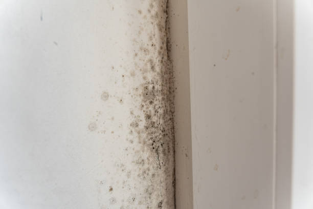 Best Black Mold Removal  in Commack, NY