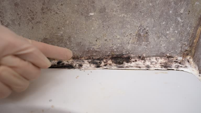Best Asbestos and Lead Testing During Mold Inspection  in Commack, NY